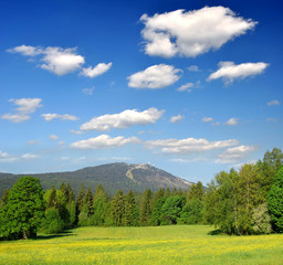 Wall Mural - spring landscape in the bavarian forest national park - germany
