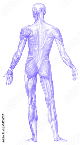 Muscle Man Back Buy This Stock Vector And Explore Similar Vectors At Adobe Stock Adobe Stock Alphas men ‏ @thealphasmen 19 сент. muscle man back buy this stock vector