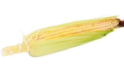 Sticker - ear of corn