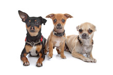 Three Chihuahua Dogs