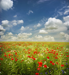 Wall Mural - poppy red