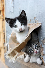 Two Funny Homeless Playful Kitten