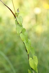 Wall Mural - Convolvulus arvensis