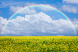 Fototapeta Tęcza - 菜の花畑と虹