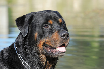 Poster - rotweiler dans l'eau