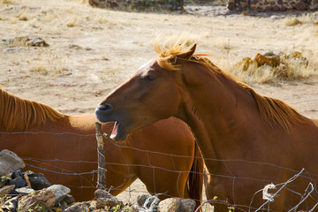 Wall Mural - italie, sardaigne, ogliastra : cheval 