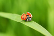 canvas print picture ladybug on grass