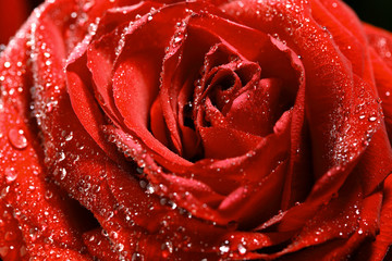 Sticker - red rose