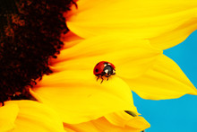Ladybug On Sunflower