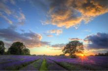 Stunning Atmospheric Sunset Over Vibrant Lavender Fields In Summ