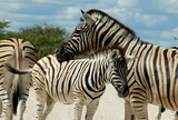 Fototapeta Konie - troupeau de zebres a Etosha