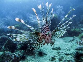 Lionfish