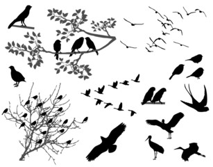 birds
