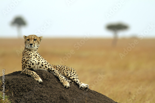 Fotografie, Obraz Cheetah on the Masai Mara in Southwestern Kenya
