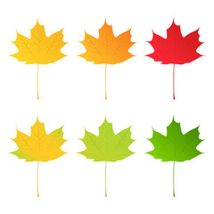 Wall Mural - Vector Maple Leaves