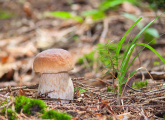 Poster - a mushroom in a wood