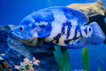 Wall Mural - Big blue sea fish in aqurium. Underwater