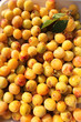 Obst: Mirabelle, Prunus domestica