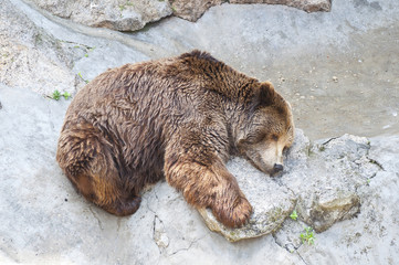 grizzly bear sleeping in zoo