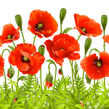 Vector Seamless Horizontal Border With Red Poppy