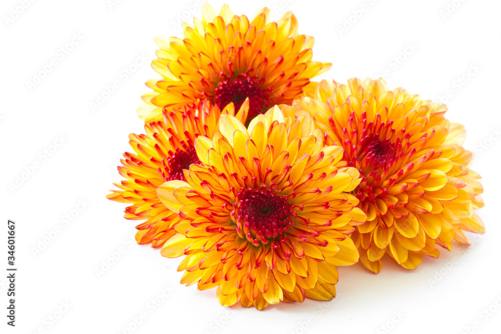 orange chrysanthemum - obrazy, fototapety, plakaty 