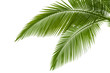 canvas print picture - Palm leaves
