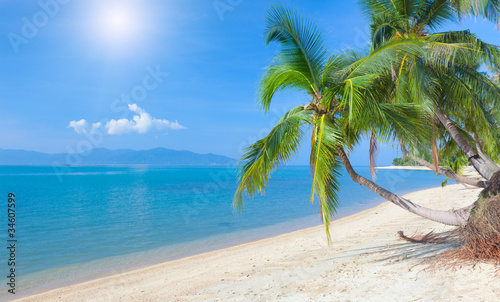 Naklejka samoprzylepna Tropikalna plaża z palmą kokosową