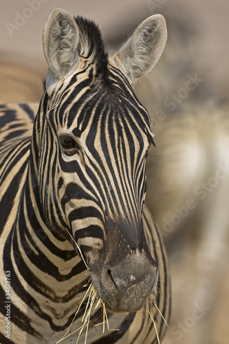 Obraz na płótnie canvas czteroczęściowy "tetraptyk" Zebra