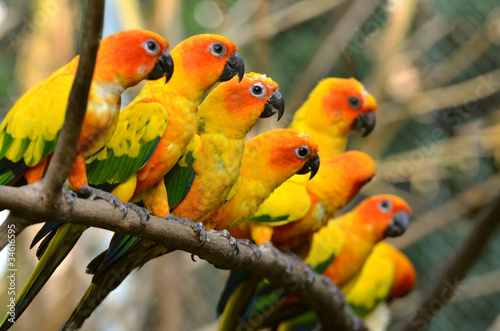 Obraz na płótnie canvas czteroczęściowy "tetraptyk" Conure słońca