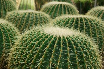 Close up shot of cacti
