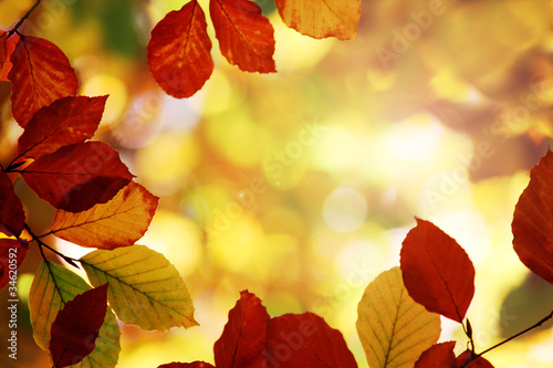 Naklejka samoprzylepna Herbstlaub
