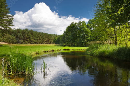 Naklejka dekoracyjna Summer view of the river in forest