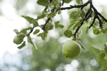 green apple