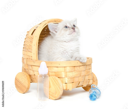 kitten stroller