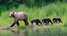 Female Alaskan Brown Bear With Cubs