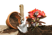 Planting A Begonia