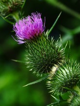 The Thistle On A Green Background