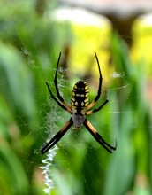 Argiope Aurantia, A Black And Yellow Garden Spider