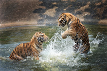 Tigers Play In The Water