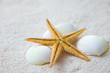 seashells and starfish