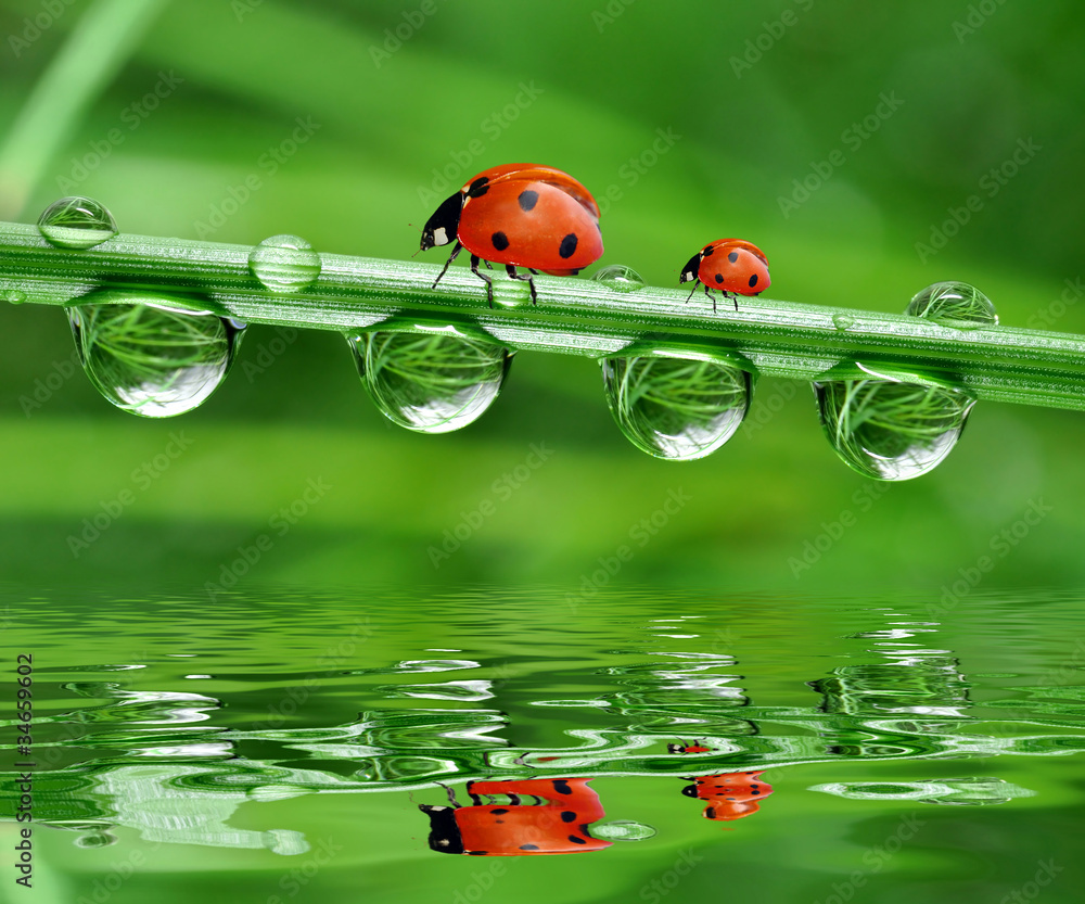 fresh morning dew and ladybird - obrazy, fototapety, plakaty 