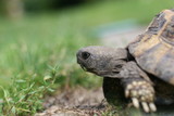 Żółw stepowy na trawie