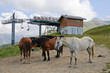 Horses in the mountain at 1870m