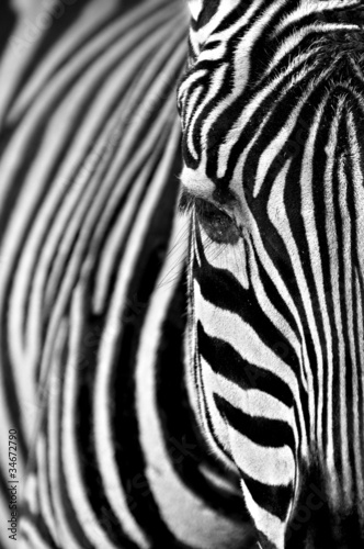 Plakat na papierze fotorealistycznym Zebra
