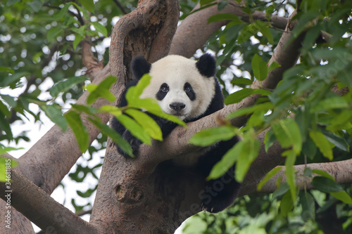Obraz na płótnie canvas Gigantyczny niedźwiedź panda w drzewo (patrząc na kamery)