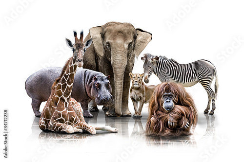 Fotografía  Gruppen Tierportrait