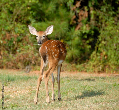 Fotoboard na płycie Whitetail płowe na wolności