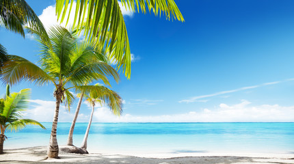 Wall Mural - caribbean sea and coconut palms