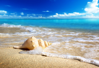 Wall Mural - seashell on the beach (shallow dof)