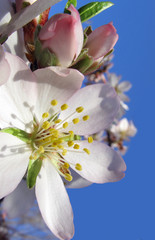 Wall Mural - Buds and flower of almond